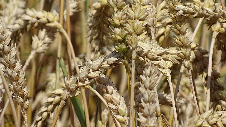 trigo, cereais, macro, grão, campo de trigo, pico, agricultura