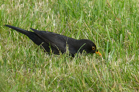 Blackbird, con chim, màu đen, cỏ
