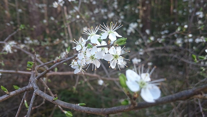 봄, 꽃, 하얀, 부드러운, 지점, 자연, 꽃