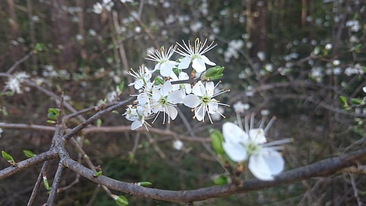 primavera, fiori, bianco, gara d'appalto, ramo, natura, fiore