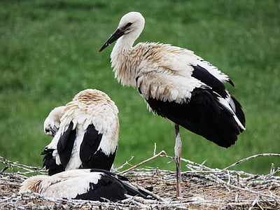 storks, nest, storchennest, bill, young animal, bird, stork