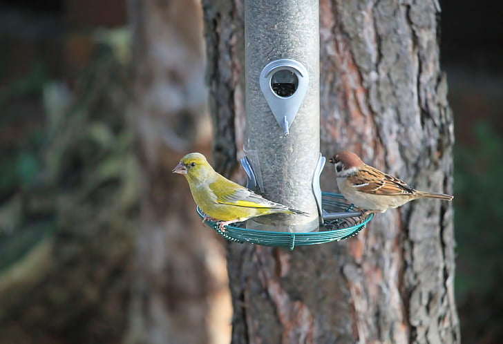 chim, Sparrow, bạc má, thực phẩm, điều trị nóng lạnh, Thiên nhiên, thân cây