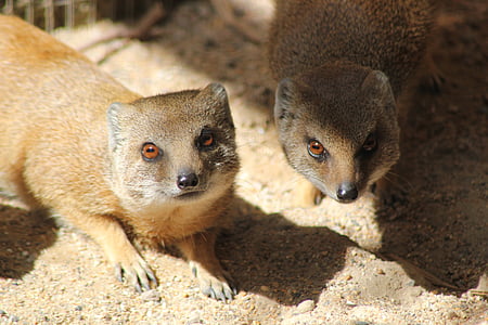 mongoose, wildlife, stare, angry, couple, on watch, animal