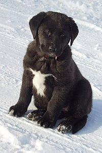 noir et blanc, Labrador, chiot, chien, animal, animal de compagnie, mignon