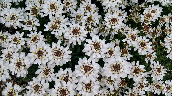 fleurs, blanc, jardin, fleur, printemps, fleur blanche, fleurs blanches