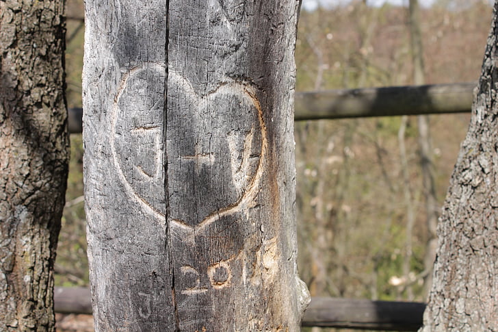 love, tree, nature, wood, the bark of the tree, heart, date