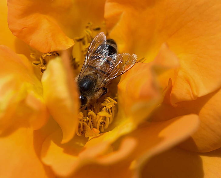 Bee, bloem, macro, insect, zomer