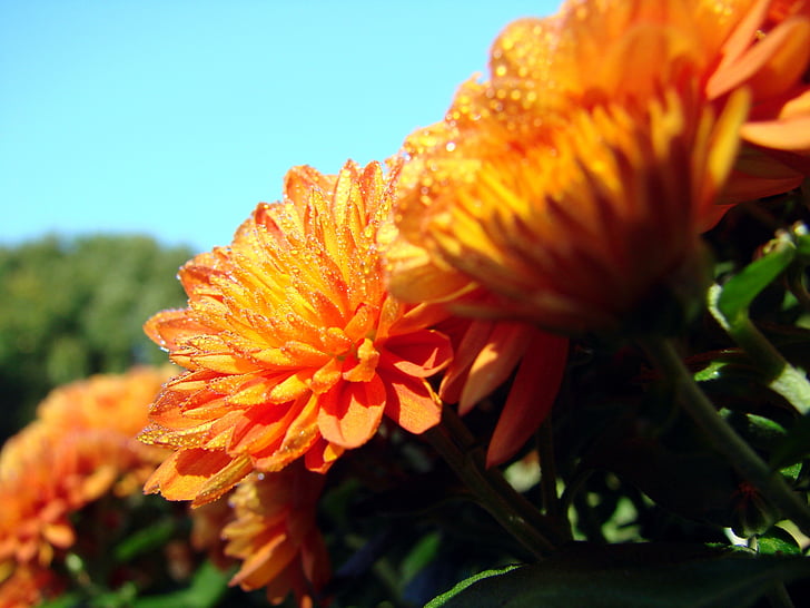 chrysanthemum, flower, dew, asteraceae, orange, sky, nature