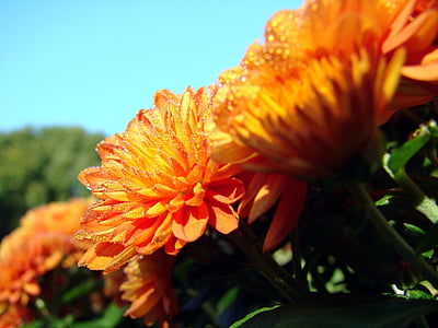Chrysantheme, Blume, Tau, Asteraceae, Orange, Himmel, Natur