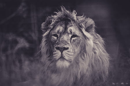 Lauva, tīģeris, savvaļas dzīvnieki, meža, meži, brūns, kaķis
