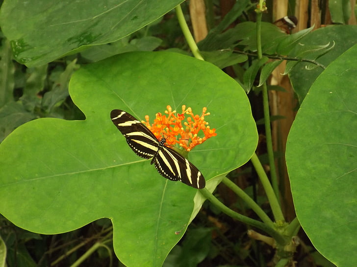 butterfly, green, plant, nature, leaf