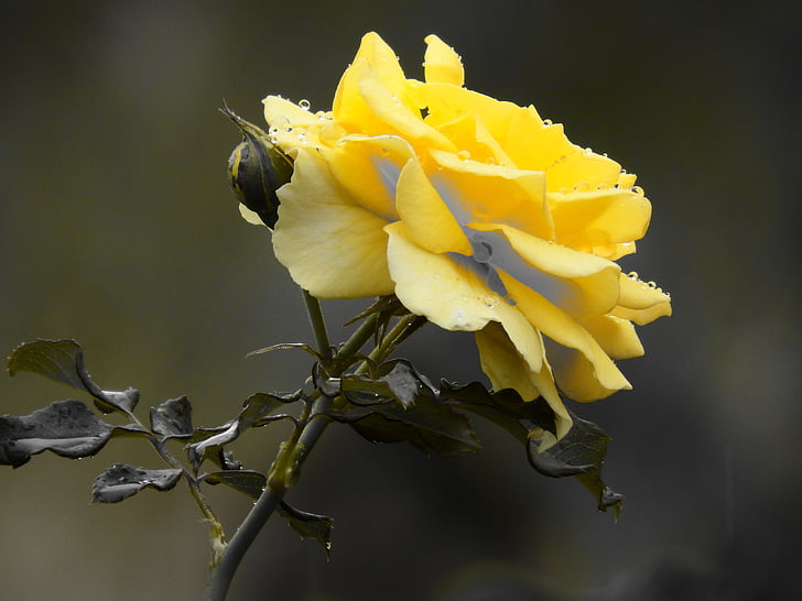 Rosa, cvijet, žuta, trn, žuta ruža