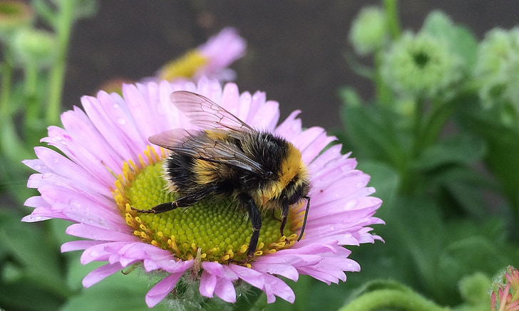 lebah, serangga, lebah madu, bunga, satwa liar, sayap, penyerbukan