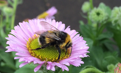 bee, insect, honeybee, flower, wildlife, wing, pollination