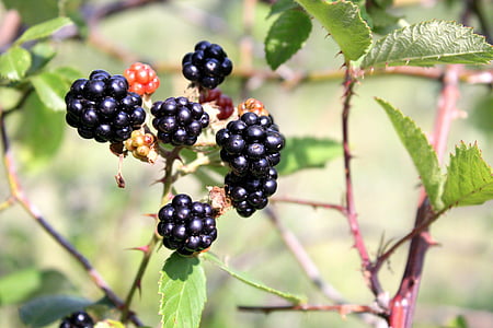 浆果, 黑色, 黑莓, 荆棘, 成熟, 树, 水果