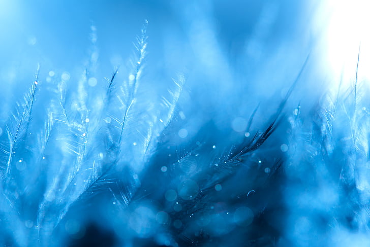 feather, background, blue, loving, drops, nature, close-up