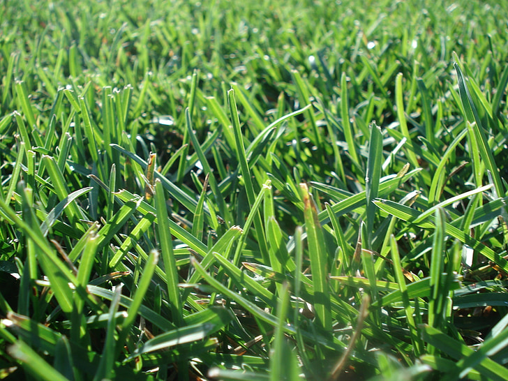 gräsmatta, gräs, Turf, Mow, grönt gräs, miljö, grön