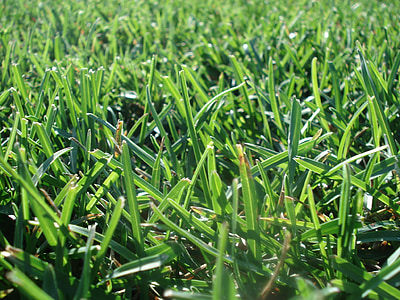 lawn, grass, turf, mow, green grass, environment, green
