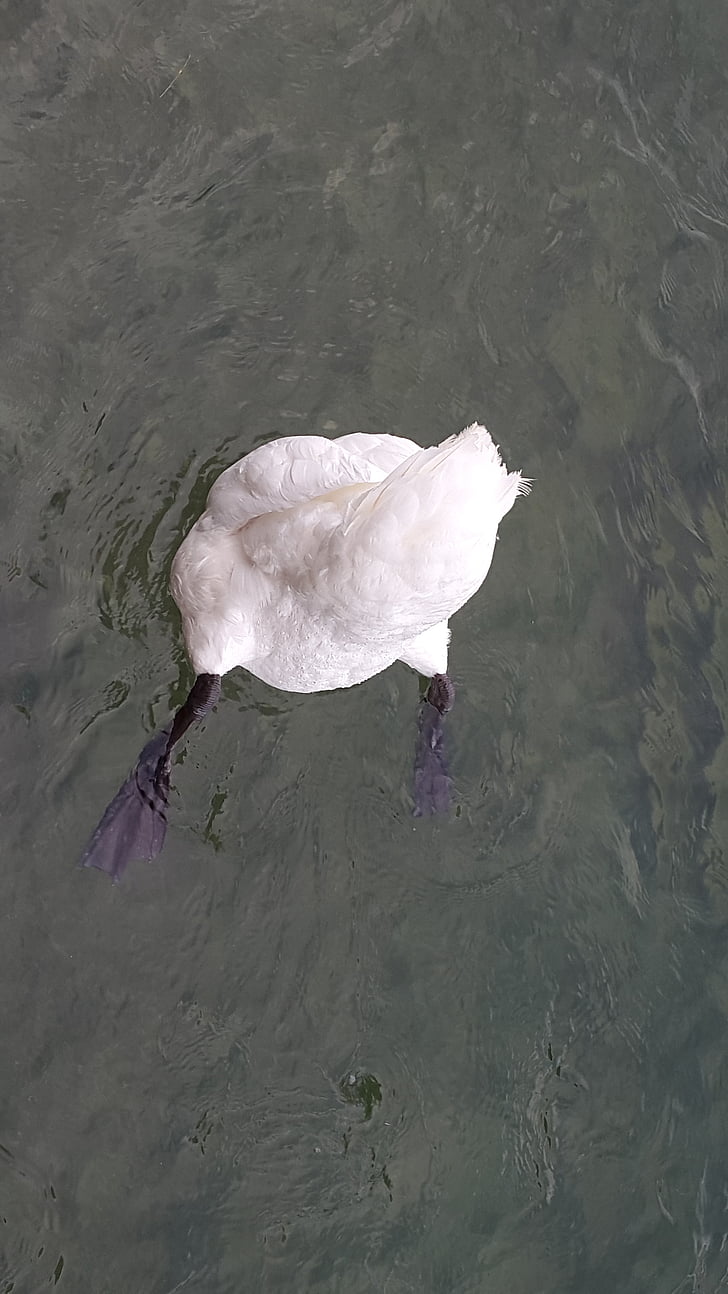 Swan, vatten, fågel, naturen, sjön