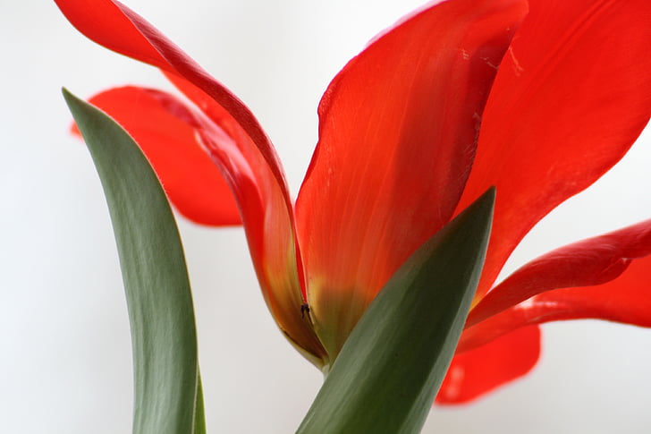 Tulip, merah, dedaunan, kelopak, bunga musim panas, bunga, tanaman