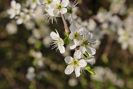 kukat, kirsikankukkia, kukinnan oksa