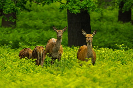 deer, forest, priroda, fauna, animal, nature, wildlife