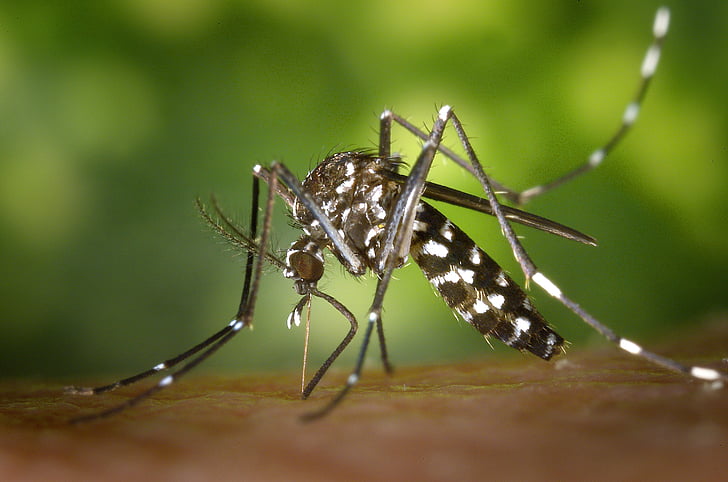 Tigrasti komar, komar, Azijska tigermücke, želo, stegomyia albopicta, Aedes albopictus, priključite komar