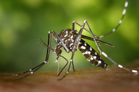 komár Aedes albopictus, komár, Ázijské tigermücke, Sting, stegomyia albopicta, Aedes albopictus, Pripojte mosquito