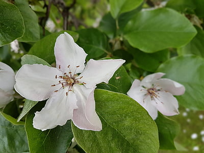 flowers, quince, blooms, white