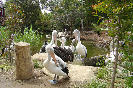 Pelicans, putns, daba, putni, pelikāns, Austrālija, grupa