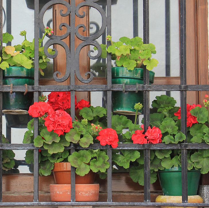 cvet, okno škatla, Španija, rdeča, arhitektura, cvetlični, geranije