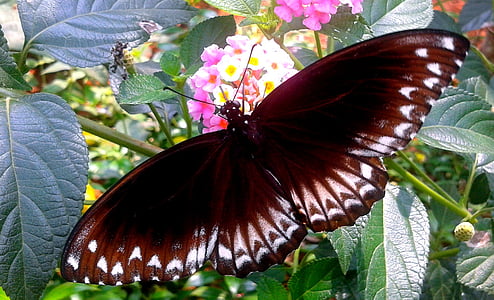 natur, sommerfugl, blomst, insekt, Butterfly - insekt, dyr, animalske wing