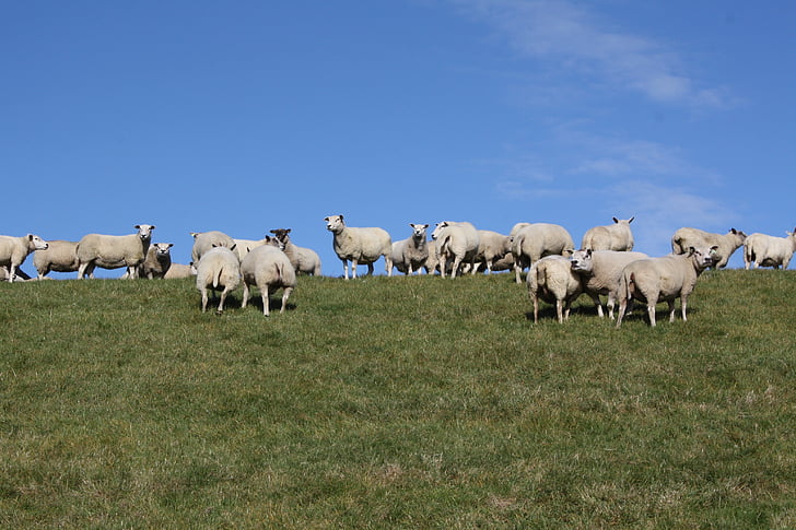 羊, 群れ, 岩脈