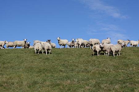 овцы, стадо, дамба