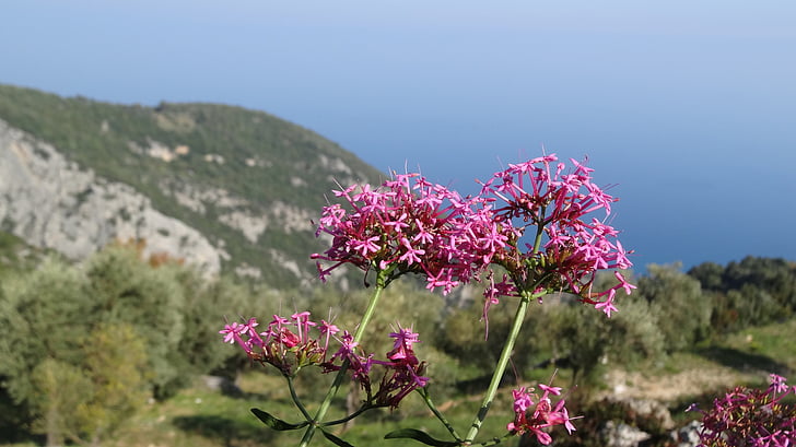 greece, sea, greek island, mountains, flower, nature, after the rain