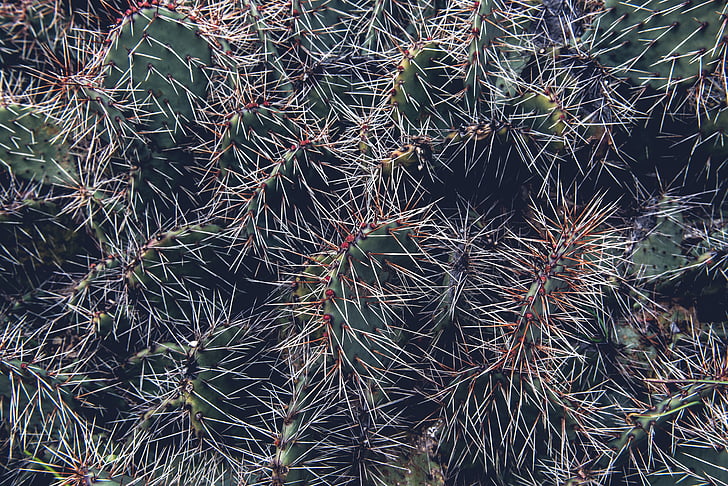 Cactus, gros plan, plante, nature