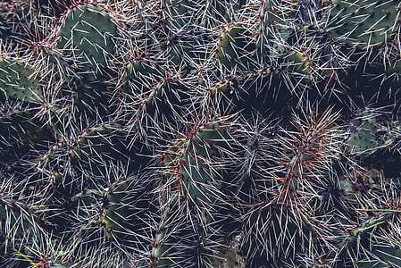 kaktusy, detail, závod, Příroda