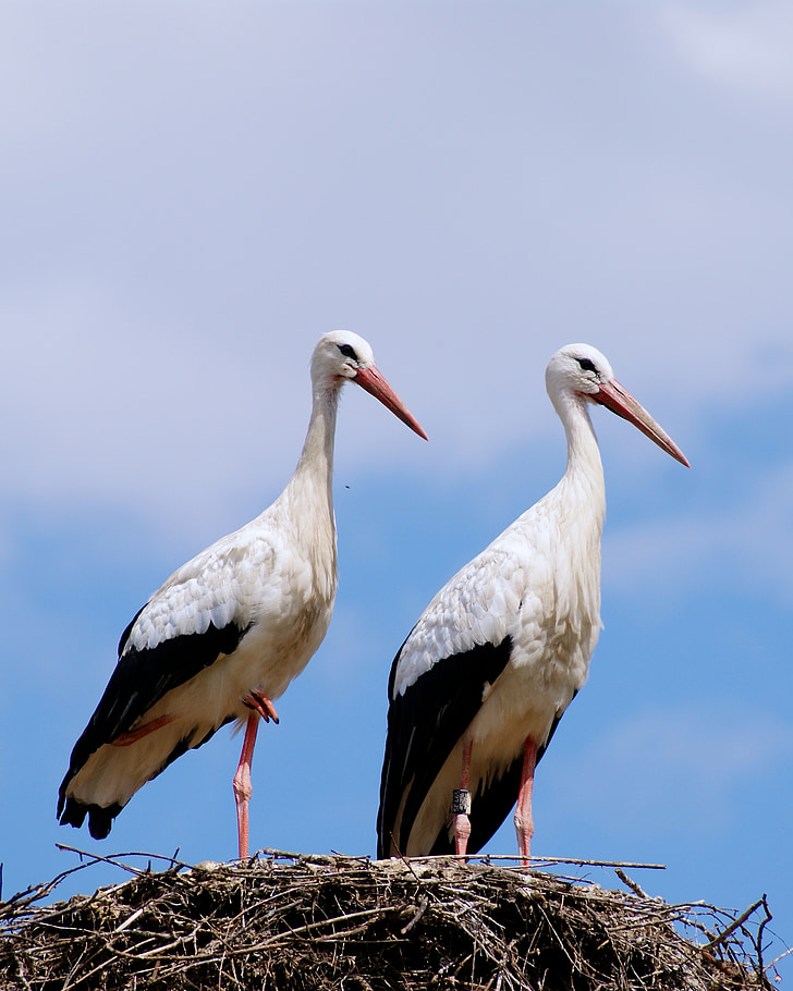 Stork, Stork par, fugler, rangle stork, Los fluer, stork's nest, dyr
