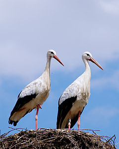 stork, stork couple, birds, rattle stork, los flies, stork's nest, animal