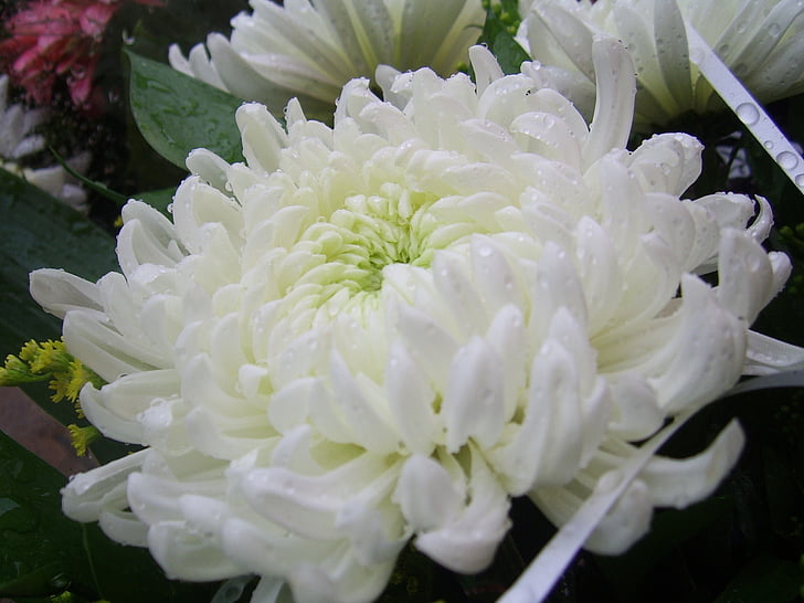 Chrysant, bloem, wit, pure, natuur, Floral, Blossom