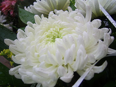 Chrysanthemum, blomst, hvid, ren, natur, blomstermotiver, Blossom
