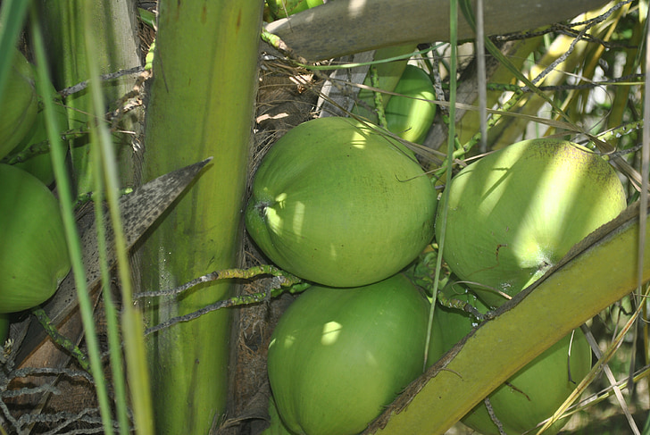 Green coconut, Coco, kokosriekstu koks, kokosriekstu koki, pārtika, daba, lauksaimniecība
