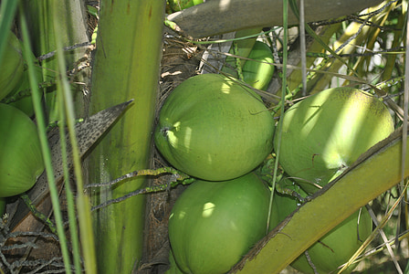 coco verde, coco, árbol de coco, árboles de coco, alimentos, naturaleza, agricultura