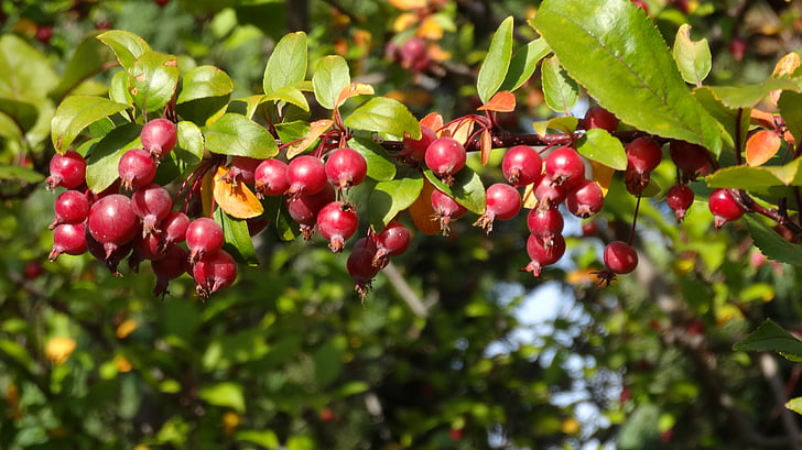 crabapple, ябълки, червен, ябълковото дърво, Есен, листа, Есен
