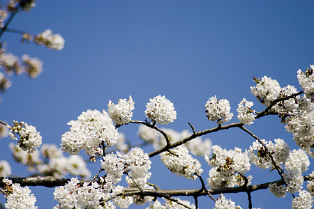 čerešňa, čerešňový kvet, jar, letné, slnko, kvet, rastlín