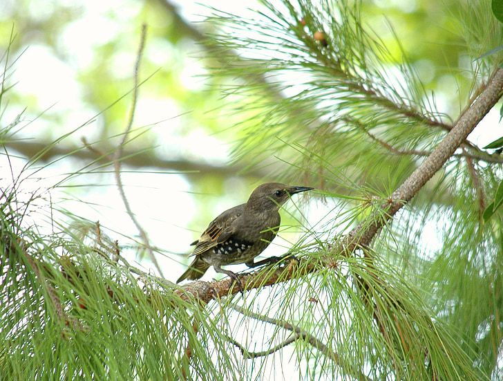 Starling, Mirlo, pájaro negro, pájaro, árbol de pino, pino, árbol