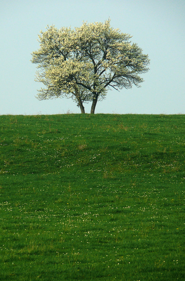 árvore, solidão, natureza, forma isolada