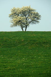 albero, solitudine, natura, forma isolata