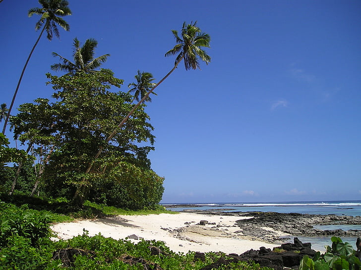 palmiers, plage, belle plage, plage de sable, Samoa, exotiques, mer du Sud