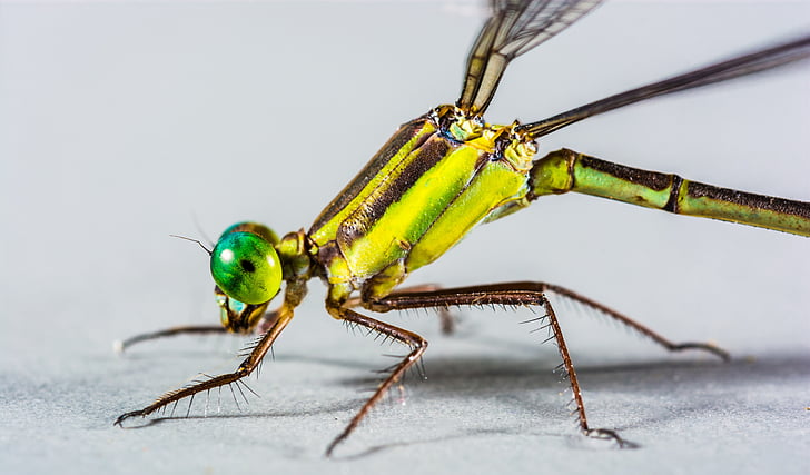 Dragonfly, insectă, închide, abdomen, animale, natura, Close-up